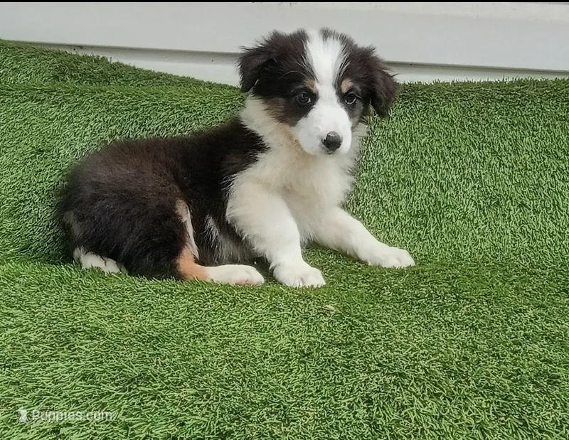Sissy – Australian Shepherd puppy for sale in Fort Worth, TX
