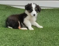 Sissy, a female Australian Shepherd for sale in Texas, TX – 2 of 9