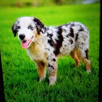 Skylar, a male Australian Shepherd for sale in Fort Worth, TX – 1 of 10