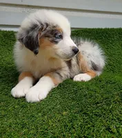 Skyler , a male Australian Shepherd for sale in Texas, TX – 6 of 10