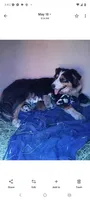 Red boy, a male Australian Shepherd for sale in Texas, TX – 5 of 10