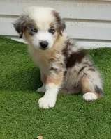 Skyler , a male Australian Shepherd for sale in Texas, TX – 2 of 10