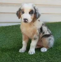 Oreo, a male Australian Shepherd for sale in Texas, TX – 5 of 10