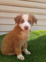 Red boy, a male Australian Shepherd for sale in Texas, TX – 9 of 10