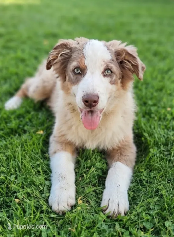 Cupcake – Australian Shepherd puppy for sale in Fort Worth, TX