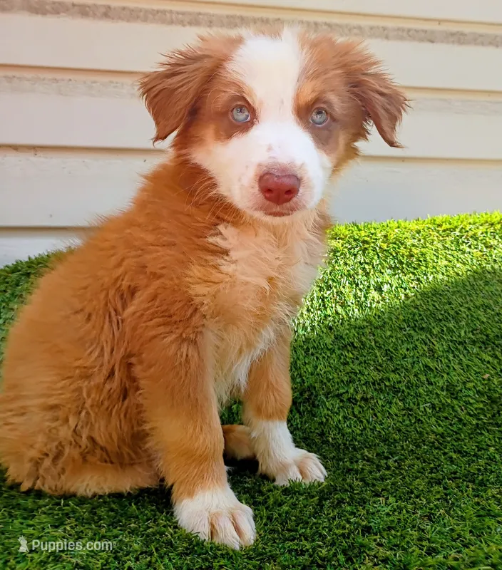 Red boy – Australian Shepherd puppy for sale in Texas, TX