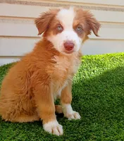 Red boy, a male Australian Shepherd for sale in Texas, TX – 1 of 10
