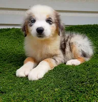 Skyler , a male Australian Shepherd for sale in Texas, TX – 8 of 10