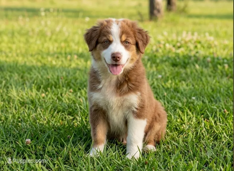 Handsome hank – Australian Shepherd puppy for sale in Fort Worth, TX