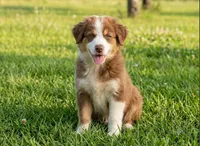 Handsome hank, a male Australian Shepherd for sale in Texas, TX – 2 of 9