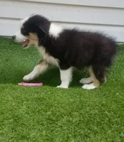 Sassy, a female Australian Shepherd for sale in Texas, TX – 4 of 10