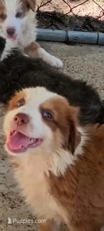 Red boy – Australian Shepherd puppy for sale in Fort Worth, TX
