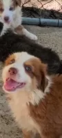 Red boy, a male Australian Shepherd for sale in Texas, TX – 4 of 10