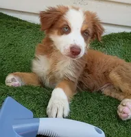 Red boy, a male Australian Shepherd for sale in Texas, TX – 8 of 10