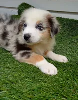Skyler , a male Australian Shepherd for sale in Texas, TX – 4 of 10