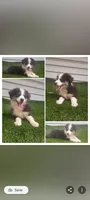 Hank, a male Australian Shepherd for sale in Texas, TX – 9 of 10