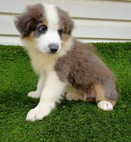 Hank, a male Australian Shepherd for sale in Texas, TX – 6 of 10