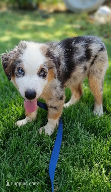 Skylar – Australian Shepherd puppy for sale in Fort Worth, TX
