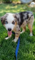 Skylar, a male Australian Shepherd for sale in Fort Worth, TX – 3 of 10