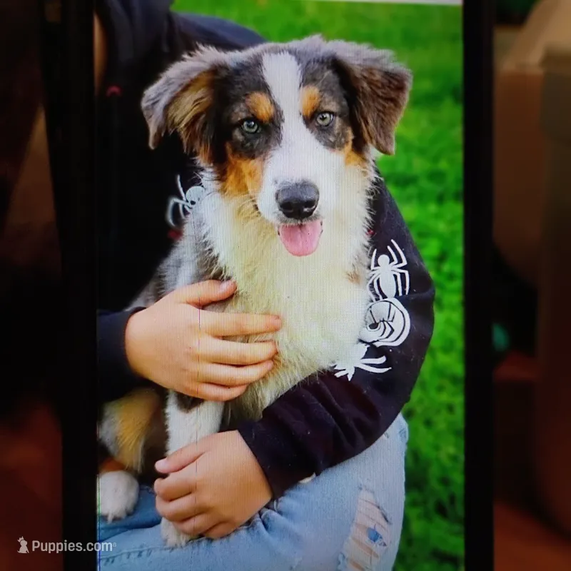 Shiba – Australian Shepherd puppy for sale in Fort Worth, TX