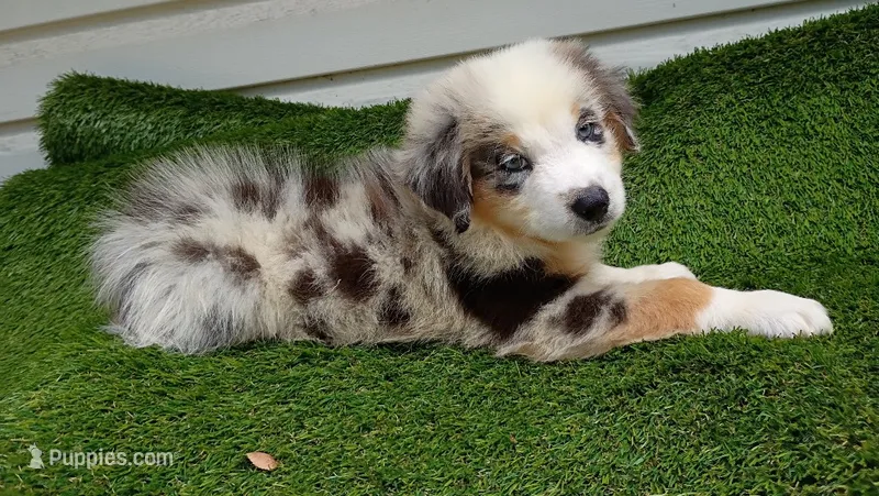 Skyler – Australian Shepherd puppy for sale in Fort Worth, TX