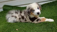 Skyler , a male Australian Shepherd for sale in Texas, TX – 3 of 10
