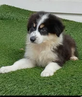 Black girl, a female Australian Shepherd for sale in Texas, TX – 2 of 8