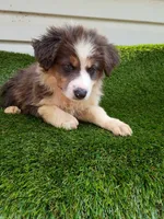 Shiba, a female Australian Shepherd for sale in Texas, TX – 4 of 10