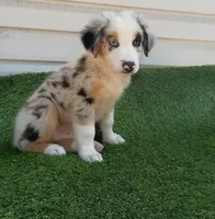Oreo, a male Australian Shepherd for sale in Texas, TX – 6 of 10