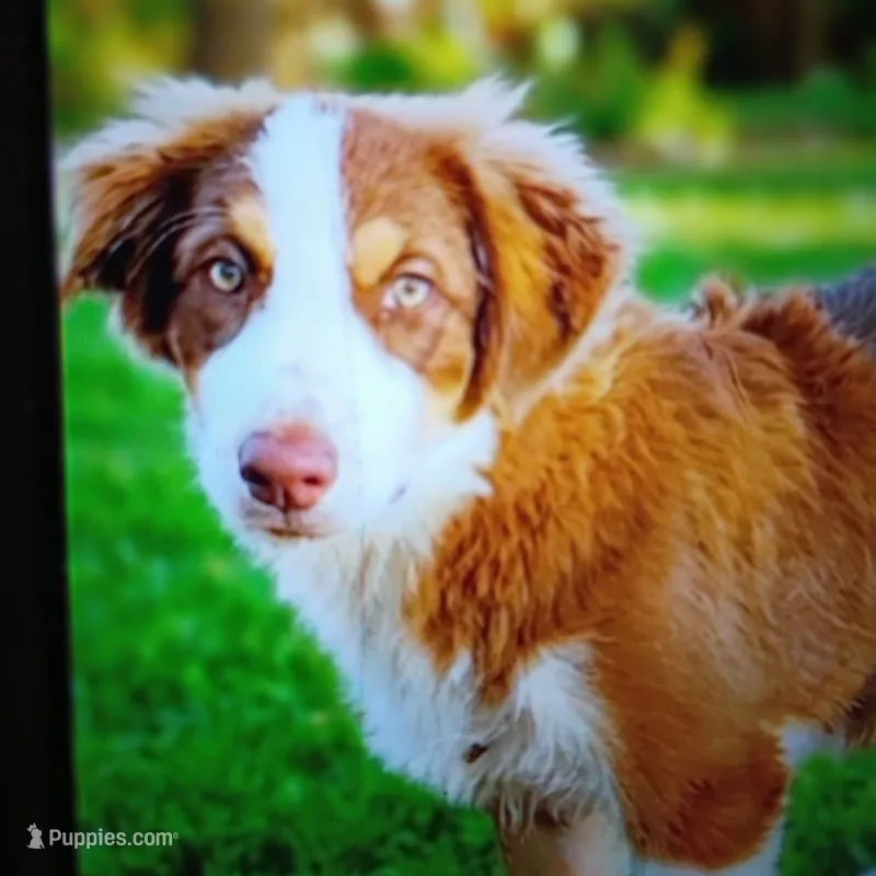 Trooper – Australian Shepherd puppy for sale in Fort Worth, TX