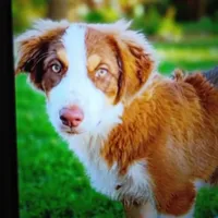 Trooper, a male Australian Shepherd for sale in Fort Worth, TX – 1 of 10