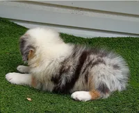 Skyler , a male Australian Shepherd for sale in Texas, TX – 9 of 10