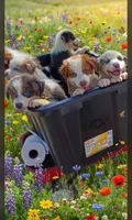 Hank, a male Australian Shepherd for sale in Texas, TX – 3 of 10