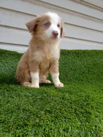 Cupcake , a female Australian Shepherd for sale in Texas, TX – 5 of 10