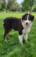 Rosa, a female Australian Shepherd for sale in Fort Worth, TX – 8 of 8
