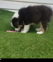 Sassy, a female Australian Shepherd for sale in Texas, TX – 2 of 10