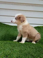 Cupcake , a female Australian Shepherd for sale in Texas, TX – 8 of 10