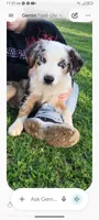 Skylar, a male Australian Shepherd for sale in Fort Worth, TX – 9 of 10