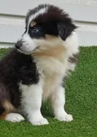 Black girl, a female Australian Shepherd for sale in Texas, TX – 8 of 8