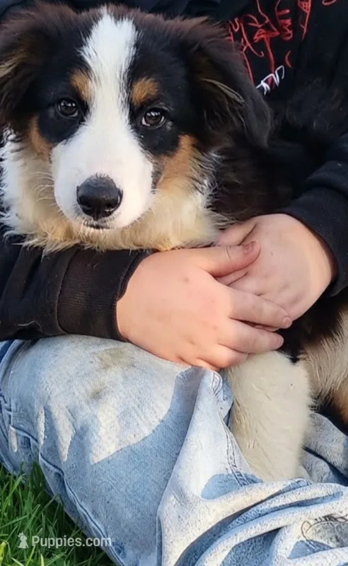 Sassy – Australian Shepherd puppy for sale in Fort Worth, TX