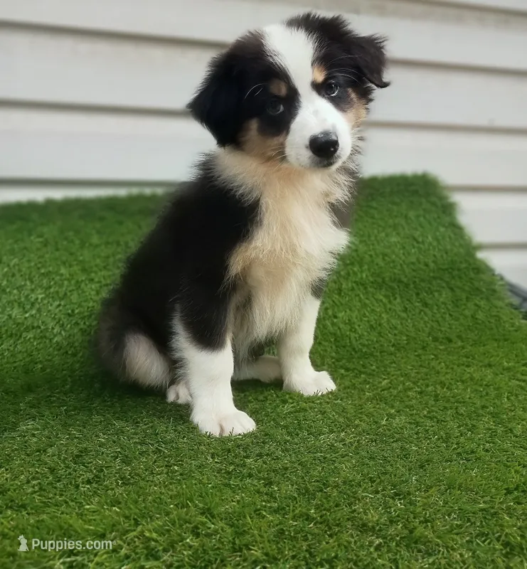 Sassy – Australian Shepherd puppy for sale in Texas, TX