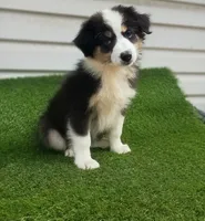 Sassy, a female Australian Shepherd for sale in Texas, TX – 1 of 10