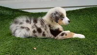 Skyler , a male Australian Shepherd for sale in Texas, TX – 5 of 10