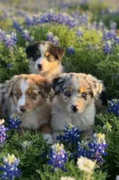 Oreo, a male Australian Shepherd for sale in Texas, TX – 2 of 10