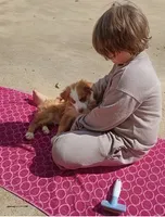 Red boy, a male Australian Shepherd for sale in Texas, TX – 3 of 10