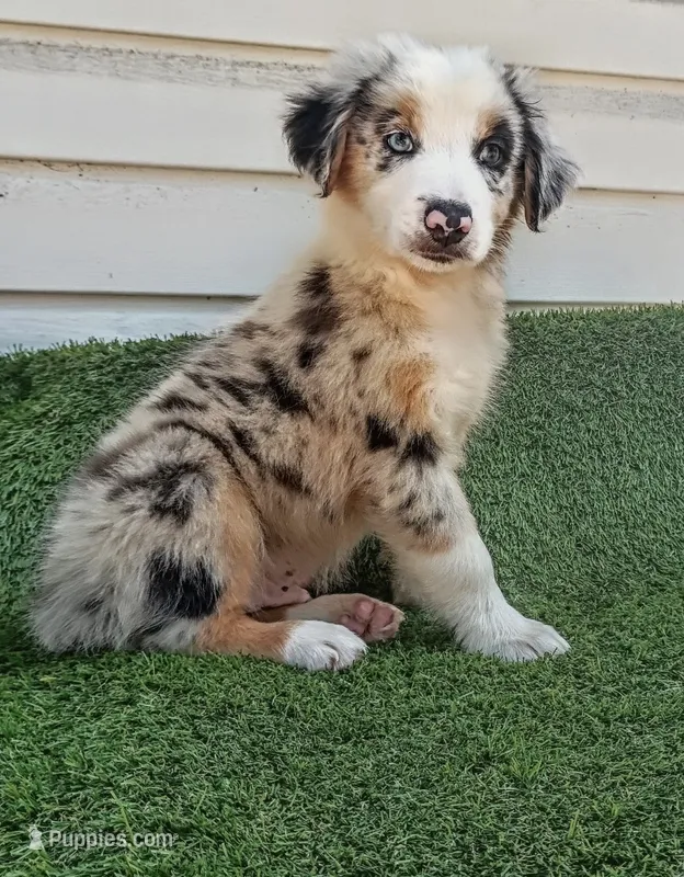 Oreo – Australian Shepherd puppy for sale in Texas, TX