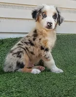 Oreo, a male Australian Shepherd for sale in Texas, TX – 1 of 10