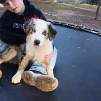 Skylar, a male Australian Shepherd for sale in Fort Worth, TX – 2 of 10