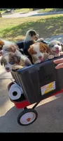 Red boy, a male Australian Shepherd for sale in Texas, TX – 10 of 10