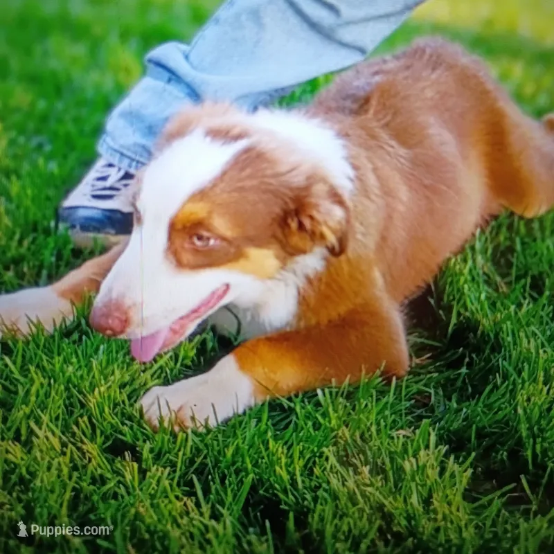 Hunter – Australian Shepherd puppy for sale in Fort Worth, TX